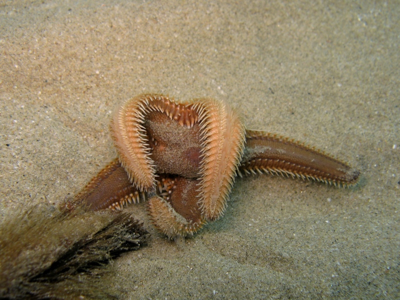 Astropecten platyacanthus (Philippi, 1837)